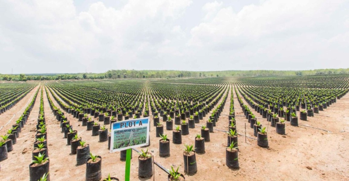 PTPN IV PalmCo Salurkan 6 Juta Bibit Sawit Bersertifikat, Perkuat Produktivitas Petani dan Sertifikasi RSPO