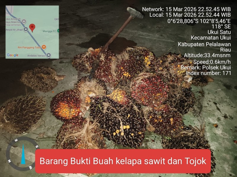 Polsek Ukui Tangkap Maling Sawit di Kebun PT SLS, 20 TBS Jadi Barang Bukti