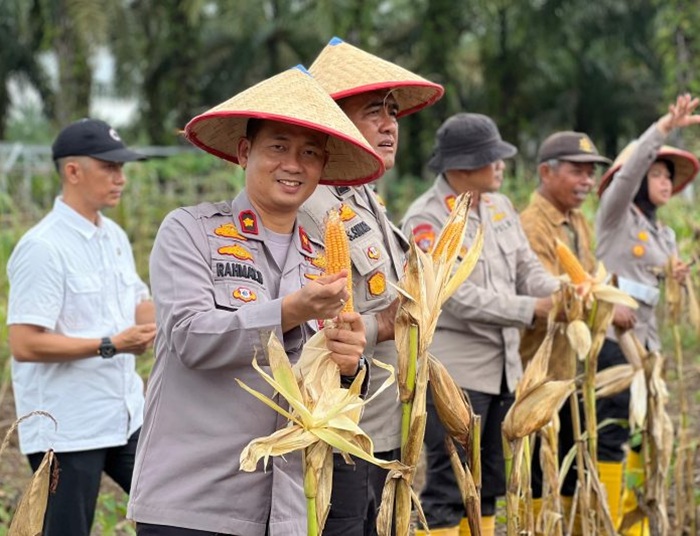 Polres Rohul Panen Jagung Serentak Tahap Pertama di Desa Pasir Agung
