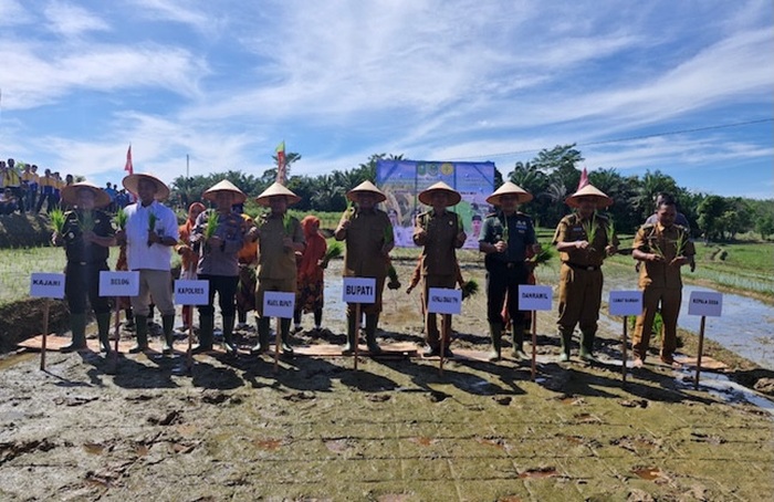 Dorong Pertanian Maju, Bupati Rohul Serahkan Traktor dan Bibit Padi di Desa Pasir Maju