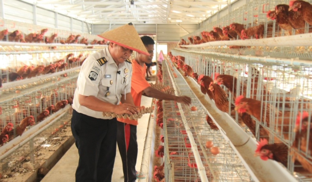 Produksi 800 Telur per Hari, Lapas Pekanbaru Jadikan Warga Binaan Penggerak Ketahanan Pangan