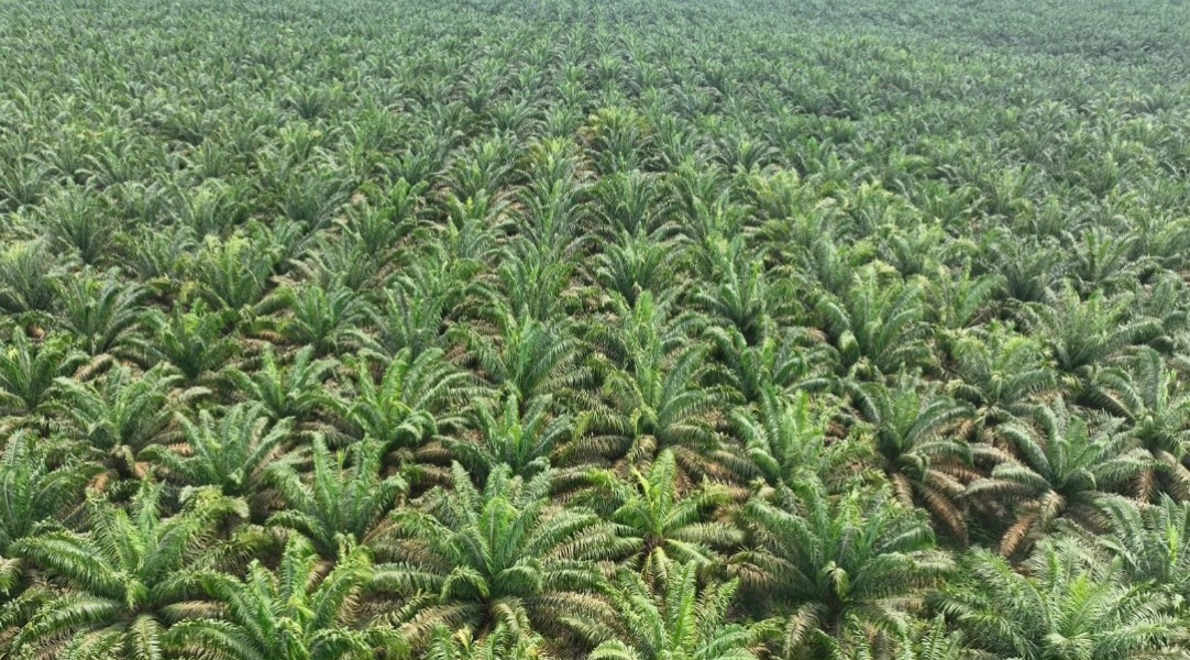 Narkoba , Penyebab Tingginya Pencurian Sawit  di Sumut